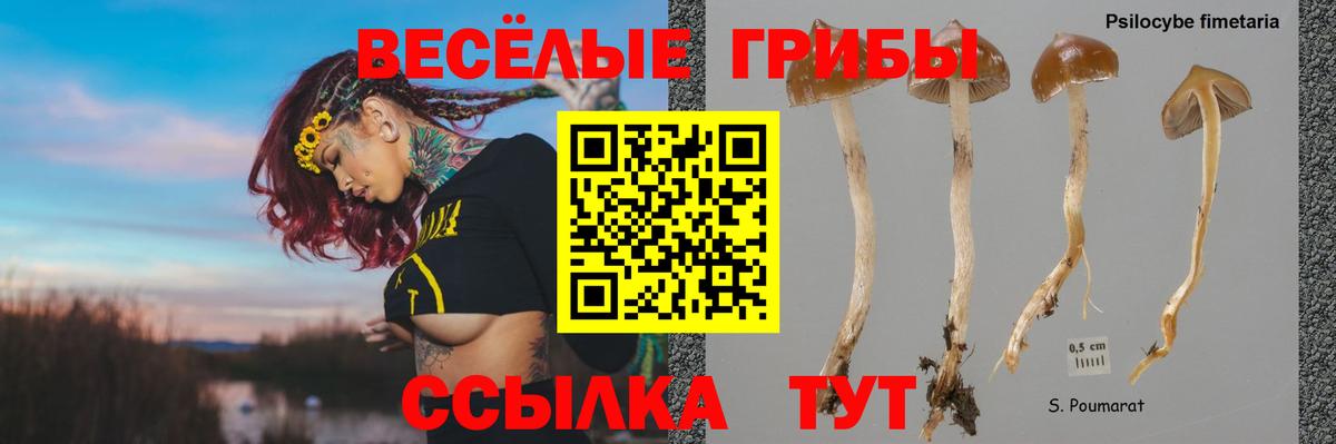 Галлюциногенные грибы прущие грибы Гусиноозёрск